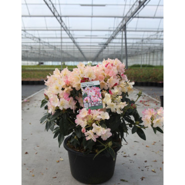 RHODODENDRON PERCY WISEMAN En pot de 15-20 litres