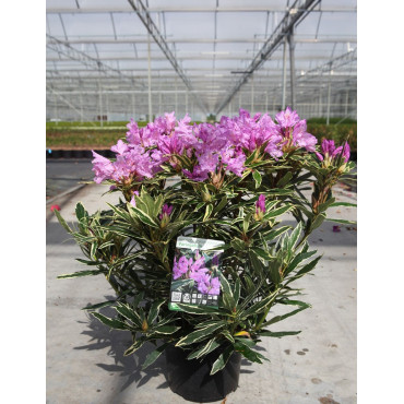 RHODODENDRON ponticum VARIEGATUM En pot de 7-10 litres