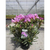 RHODODENDRON ponticum VARIEGATUM En pot de 7-10 litres