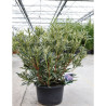 RHODODENDRON ponticum VARIEGATUM En pot de 15-20 litres