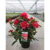 RHODODENDRON WILGENS RUBY En pot de 7-10 litres