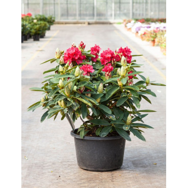 RHODODENDRON WILGENS RUBY En pot de 15-20 litres