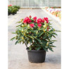 RHODODENDRON WILGENS RUBY En pot de 15-20 litres