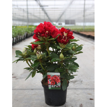 RHODODENDRON RED JACK En pot de 7-10 litres