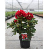 RHODODENDRON RED JACK En pot de 7-10 litres