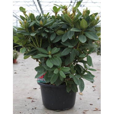 RHODODENDRON RED JACK En pot de 15-20 litres