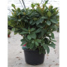 RHODODENDRON RED JACK En pot de 15-20 litres