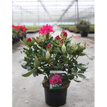 RHODODENDRON NOVA ZEMBLA En pot de 7-10 litres