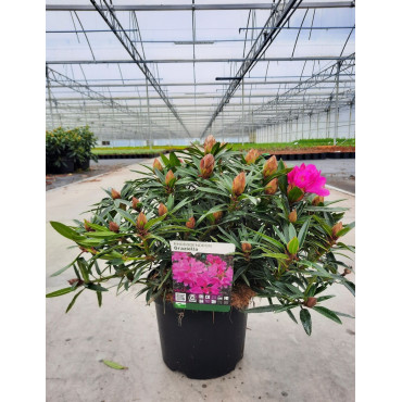 RHODODENDRON GRAZIELLA En pot de 7-10 litres