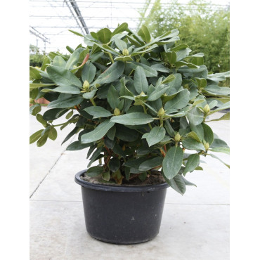 RHODODENDRON GERMANIA En pot de 15-20 litres