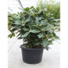 RHODODENDRON GERMANIA En pot de 15-20 litres