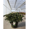 RHODODENDRON CUNNINGHAM'S WHITE En pot de 15-20 litres