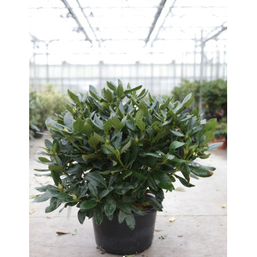 RHODODENDRON CUNNINGHAM'S WHITE En pot de 20-25 litres