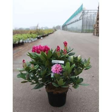 RHODODENDRON COSMOPOLITAN En pot de 7-10 litres