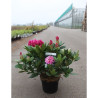 RHODODENDRON COSMOPOLITAN En pot de 7-10 litres