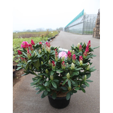 RHODODENDRON COSMOPOLITAN En pot de 15-20 litres