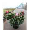 RHODODENDRON COSMOPOLITAN En pot de 15-20 litres