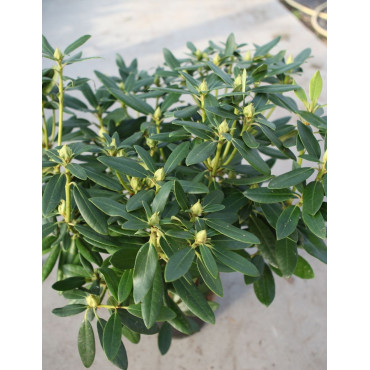 RHODODENDRON CATAWBIENSE GRANDIFLORUM