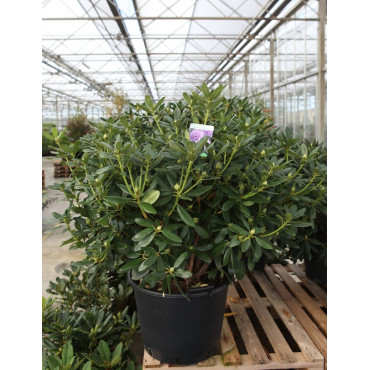 RHODODENDRON CATAWBIENSE GRANDIFLORUM En pot de 35-50 litres