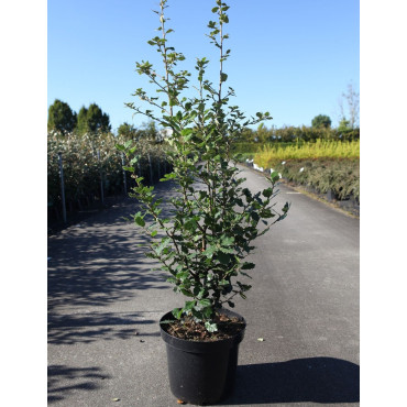 QUERCUS ilex En pot de 10-12 litres