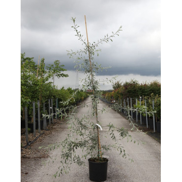 PYRUS salicifolia PENDULA En pot de 15-20 litres forme baliveau