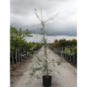 PYRUS salicifolia PENDULA En pot de 15-20 litres forme baliveau