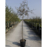 PYRUS salicifolia PENDULA En pot de 15-20 litres forme tige hauteur du tronc 110-130 cm