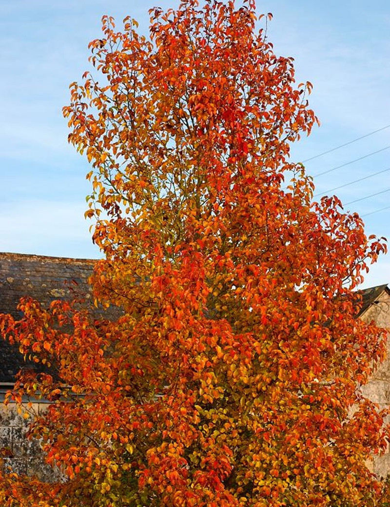 PYRUS calleryana CHANTICLEER