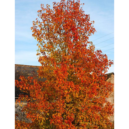 PYRUS calleryana CHANTICLEER