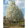 PYRUS calleryana CHANTICLEER