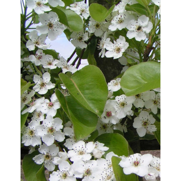 PYRUS calleryana CHANTICLEER