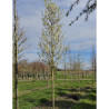 PYRUS calleryana CHANTICLEER