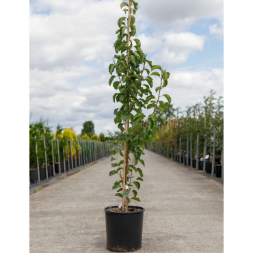 PYRUS calleryana CHANTICLEER En pot de 15-20 litres forme baliveau