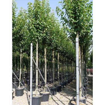 PYRUS calleryana CHANTICLEER En pot de 35-50 litres forme tige hauteur du tronc 180-200