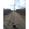 PYRUS calleryana CHANTICLEER En pot de 15-20 litres forme baliveau