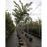 PRUNUS subhirtella AUTUMNALIS ROSEA En pot de 30-35 litres forme tige hauteur du tronc 180-200 cm