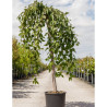 PRUNUS SNOW FOUNTAINS En pot de 15-20 litres forme tige hauteur du tronc 110-130 cm