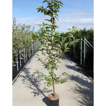 PRUNUS serrulata SUNSET BOULEVARD En pot de 12-15 litres forme baliveau