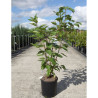 PRUNUS serrulata SUNSET BOULEVARD En pot de 12-15 litres