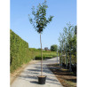 PRUNUS serrulata KANZAN En pot de 35-50 litres forme tige hauteur du tronc 180-200 cm