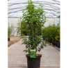 PRUNUS lusitanica ANGUSTIFOLIA En pot de 10-12 litres