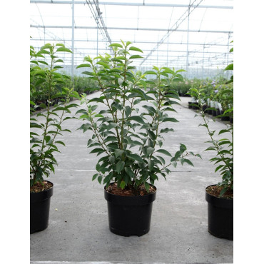 PRUNUS lusitanica ANGUSTIFOLIA En pot de 3-4 litres