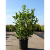 PRUNUS laurocerasus ROTUNDIFOLIA En pot de 10-12 litres