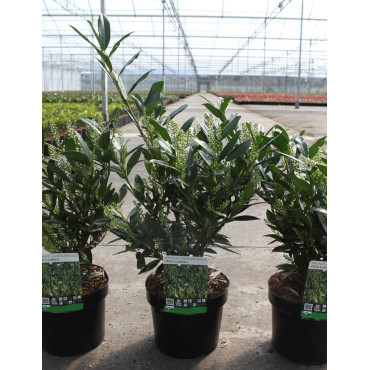 PRUNUS laurocerasus OTTO LUYKEN En pot de 4-5 litres