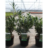 PRUNUS laurocerasus OTTO LUYKEN En pot de 4-5 litres