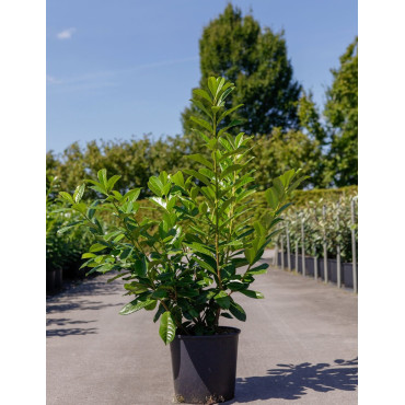 PRUNUS laurocerasus NOVITA En pot de 15-20 litres