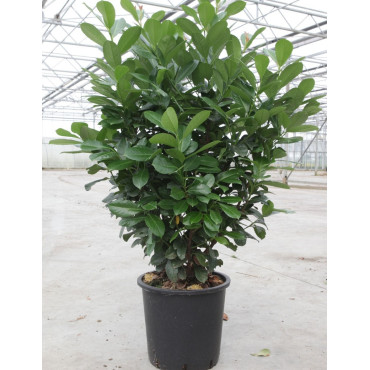 PRUNUS laurocerasus ETNA En pot de 30-35 litres