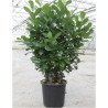 PRUNUS laurocerasus ETNA En pot de 30-35 litres