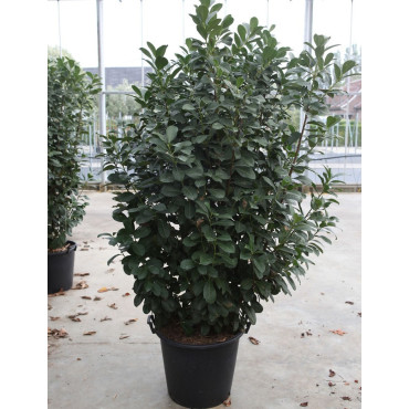 PRUNUS laurocerasus ETNA En pot de 35-50 litres