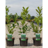 PRUNUS laurocerasus CAUCASICA En pot de 4-5 litres